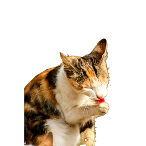 A Calico Cat Licks Its Paw In A Close Up Shot, Grooming Itself Outdoors. 12577 - Cat PNG image with transparent background